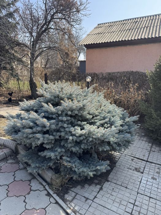 Продам туи , елки , ели б/у