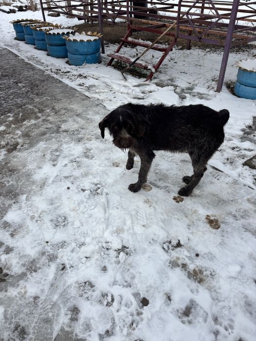 Продам драдхар кабель