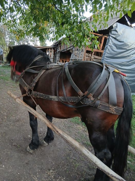 Armăsar 8 ani !!!