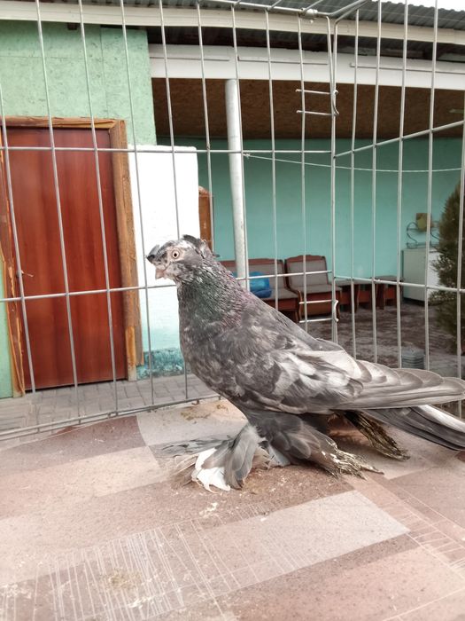 Тараз голуби продам