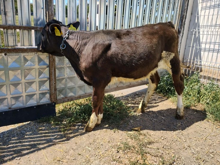 Vând tăurași ,la bucată,  tel .0753691216