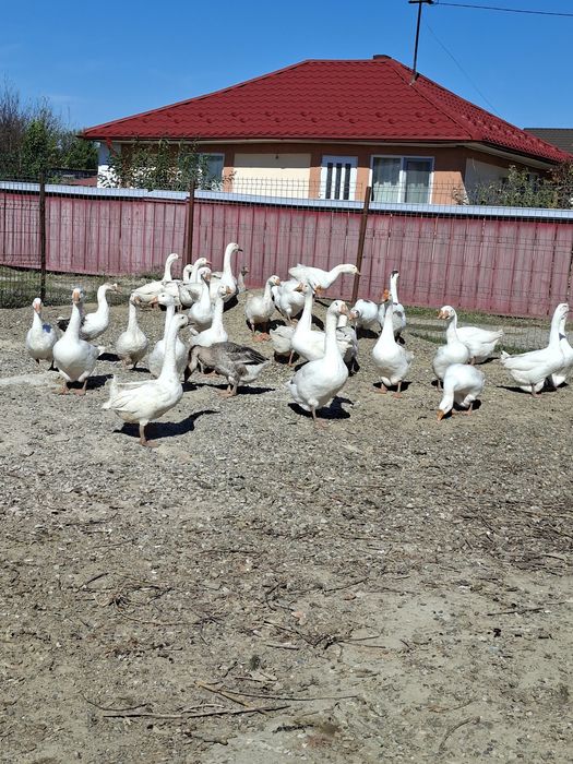 De vinzare gâște
