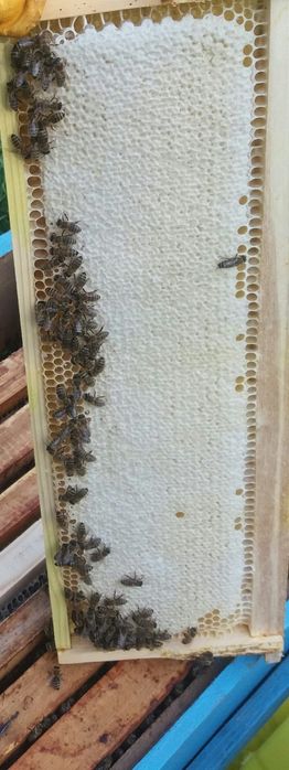 Miere albine , salcam  si poliflora  de calitate