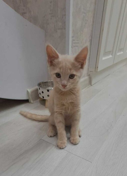Милые котята в ответственные руки