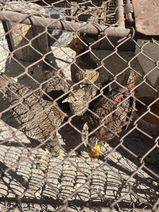 Vand fazani de anul trecut ! Si oua de fazan 10 lei bucata !