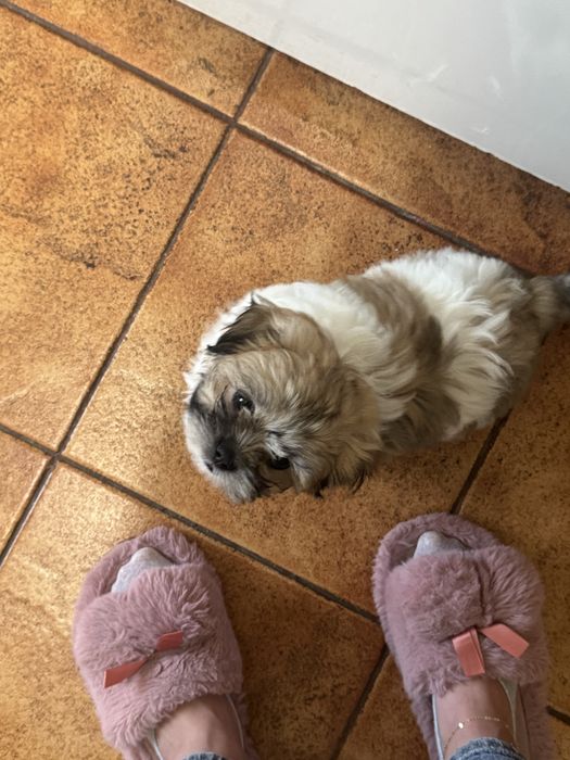 Pui Shih Tzu- 2 luni jumatate