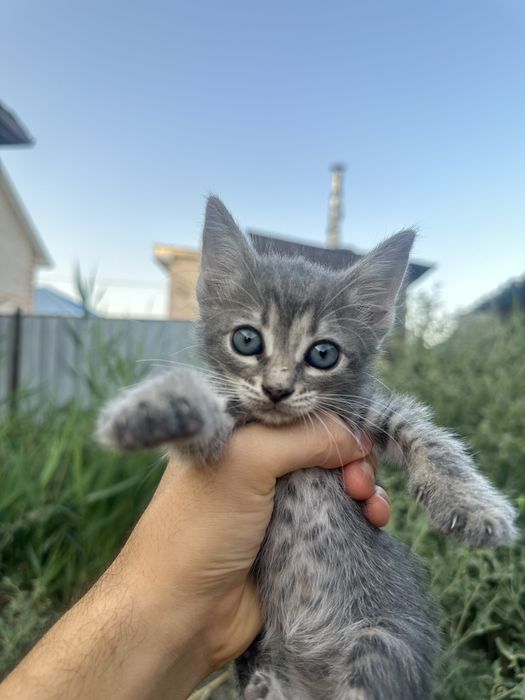 Милые котенки полтора месяца