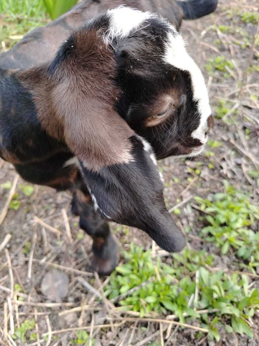 Козочки Нубийские