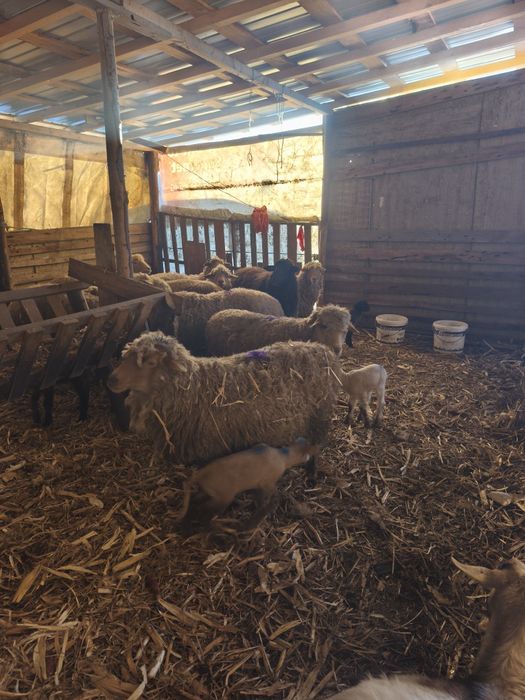 Vând oi cu miei ,tinere