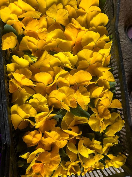 Optom yer tuvak gullari