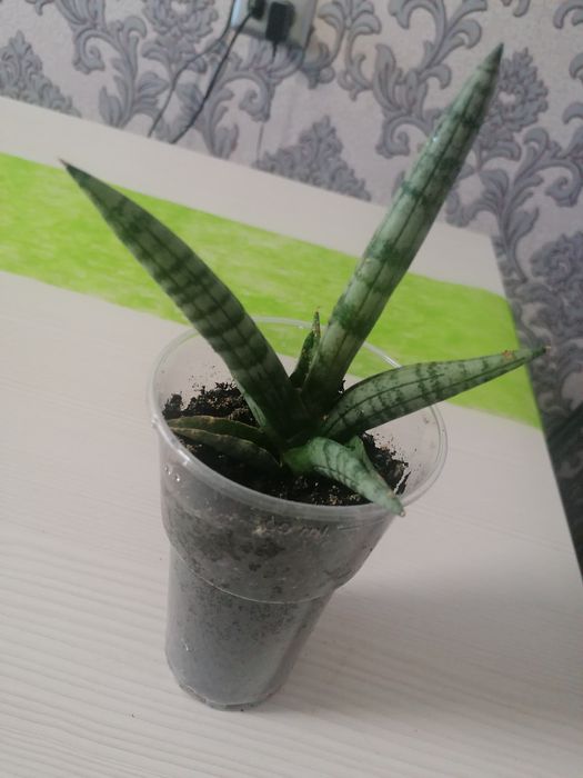 Комнатные цветы молодые