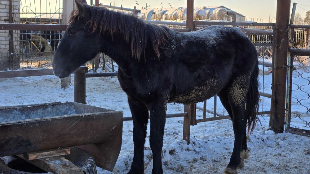 Соғым, согым, тайлар с откорма