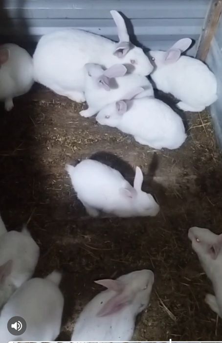 Қуён гўшти сотилади