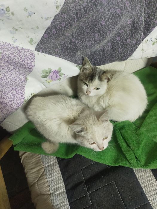 Котята, в хорошие руки.