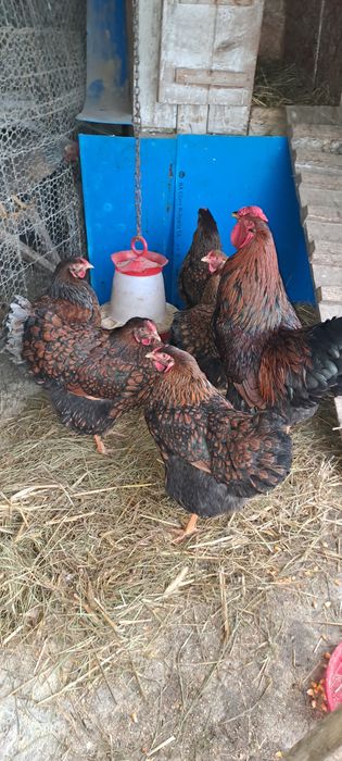 Vând  ouă  pt incubat din rasa Leghorn și Wyandotte auriu