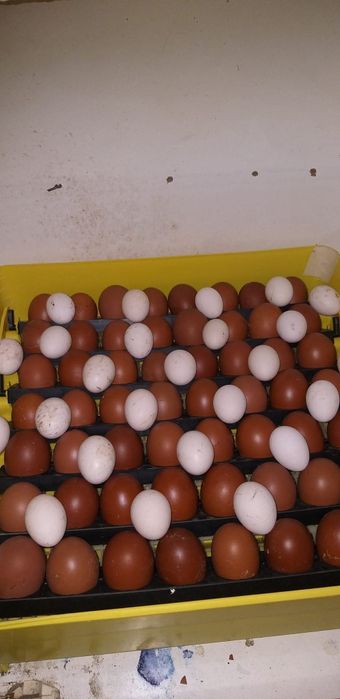 Ouă pentru incubat din rasa marans