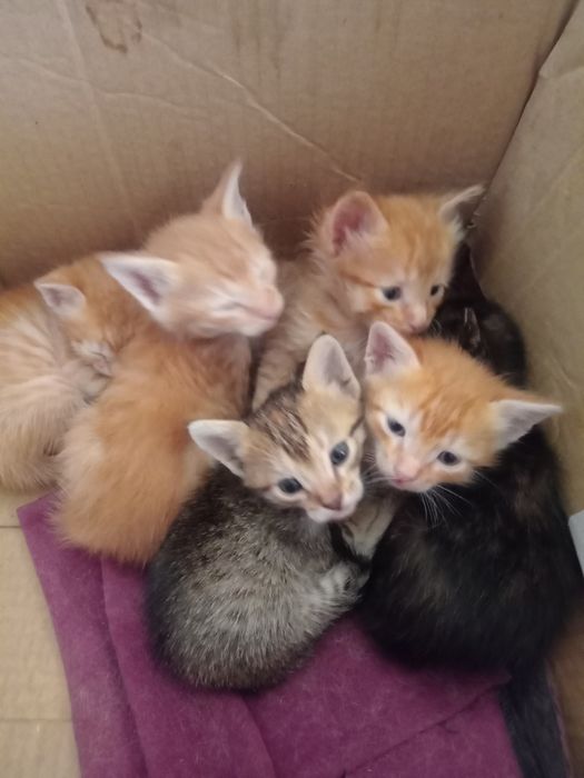 Котята с голубыми глазами бесплатно