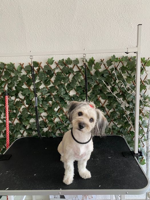 Frizerie canină-Lumea lui Avy