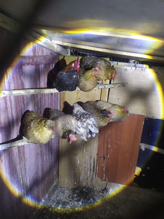 Продается яйцо карликовые куры