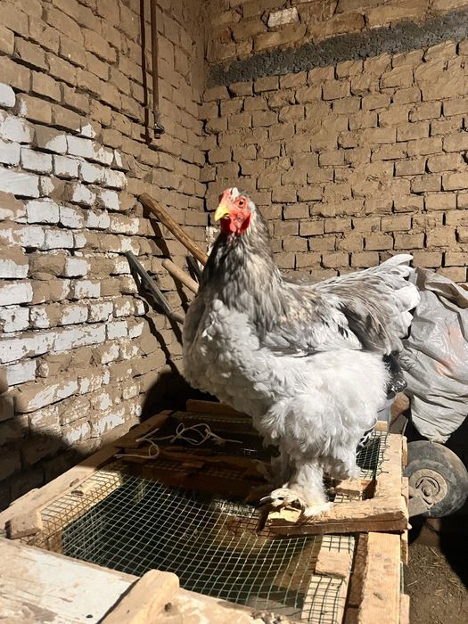 Brama xoroz va tovuqlar