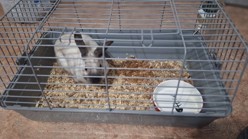 Домашний декоративный кролик