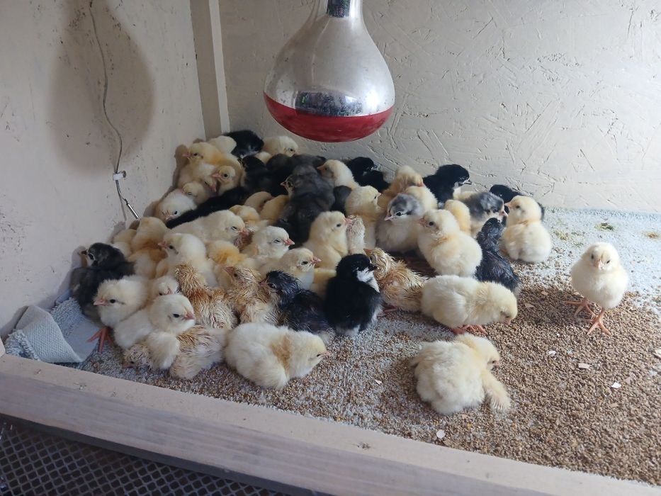 oua de gaini australop si susex de incubat