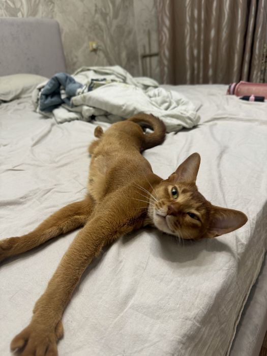 Абиссинская кошка
