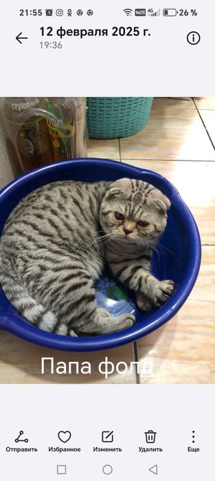 Котята скотиш фолд, скотиш страйт