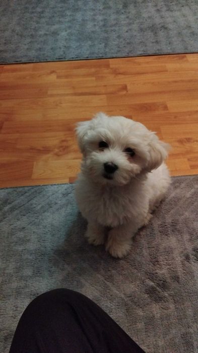 мини малатайска Болонка