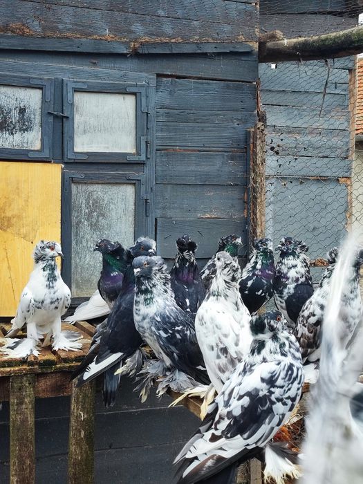 Porumbei uriași maghiari de vânzare