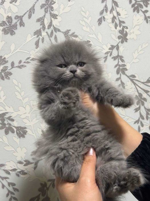 Shokish fold mushukchalar sotiladi