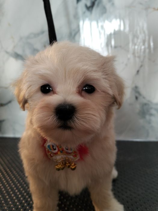 Продам мальтипу мини девочка f1