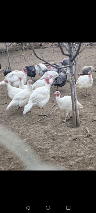 Оплодени яйца и пуйки