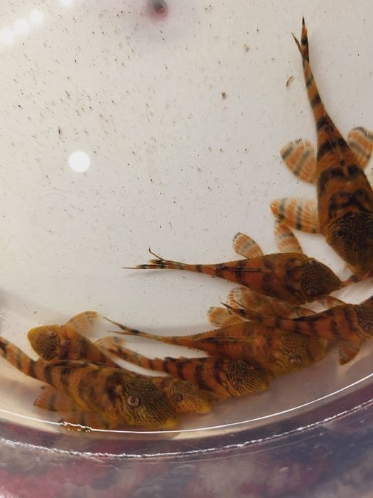 Vând peștii de acvariu