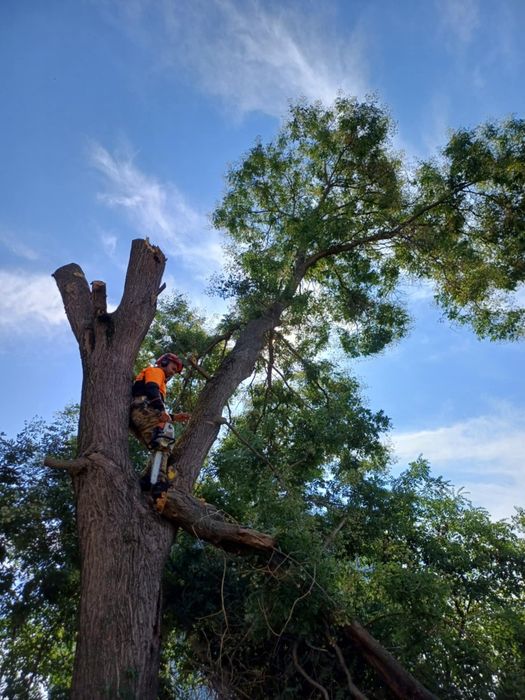 Рязане на опасни дървета кастрене с вишка