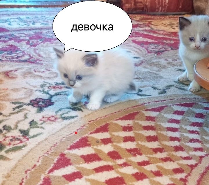 Отдам котят в хорошие руки.