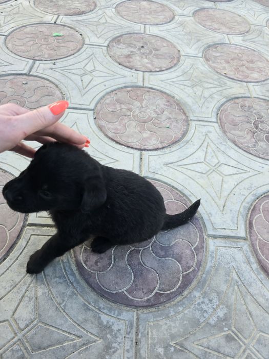 Отдам в хорошие и добрые руки