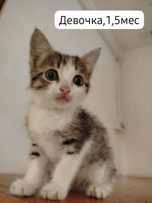 Котята бесплатно⁹