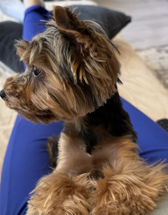 Йоркширски Териер