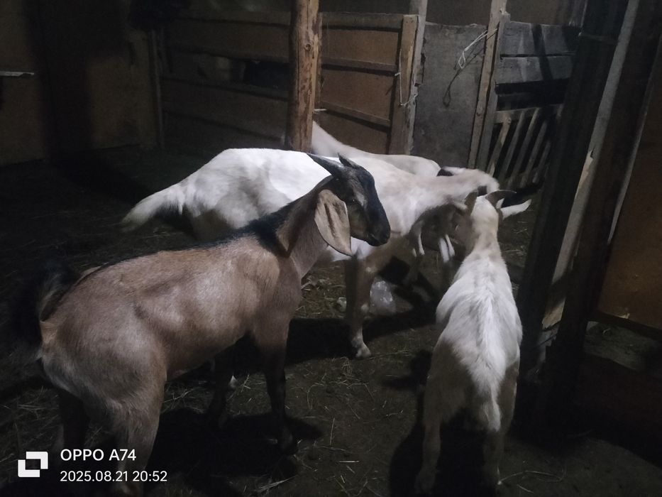 Продам козы Козел козленок