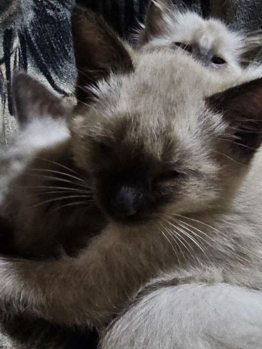 продаются сиамские котята