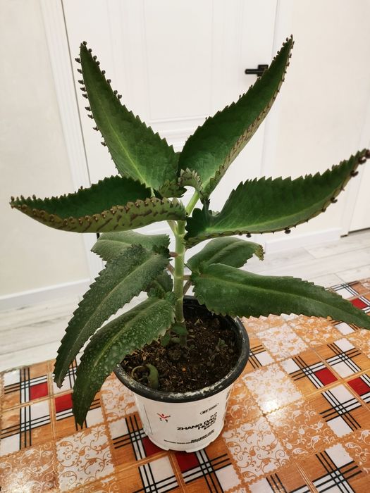 Лечебное каланхоэ, доставка