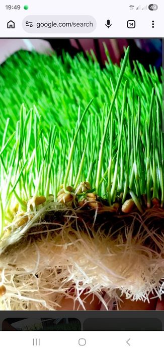 Гидропоника зерно