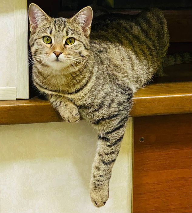 Отдам даром котят