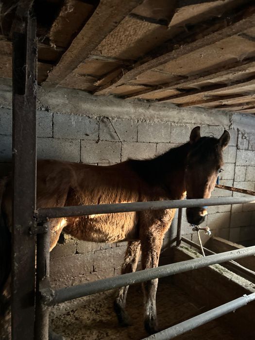 Продается лошадь