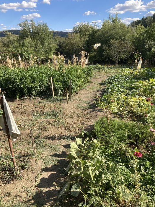 Къща с двор и геран