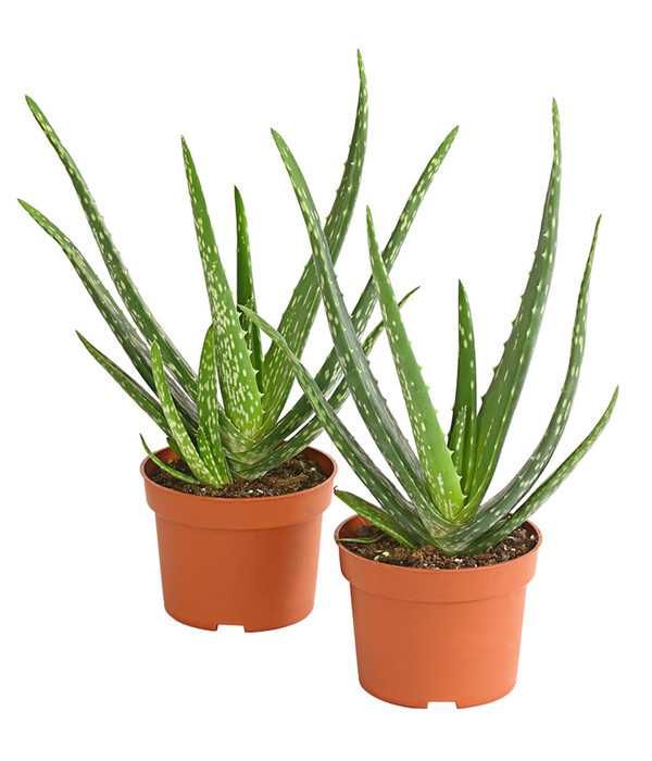 Vând plante de Aloe Vera