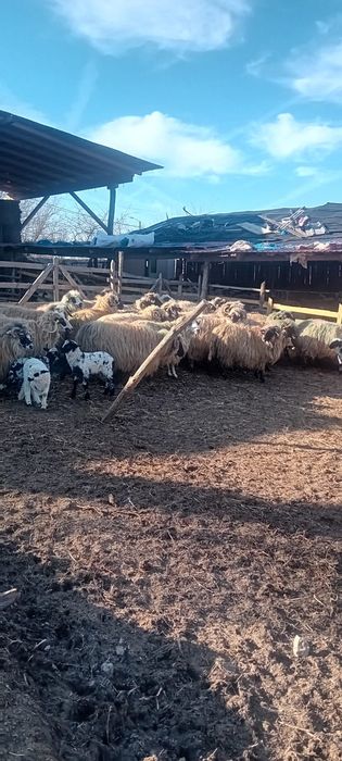 Vând 32 oi foarte frumoase