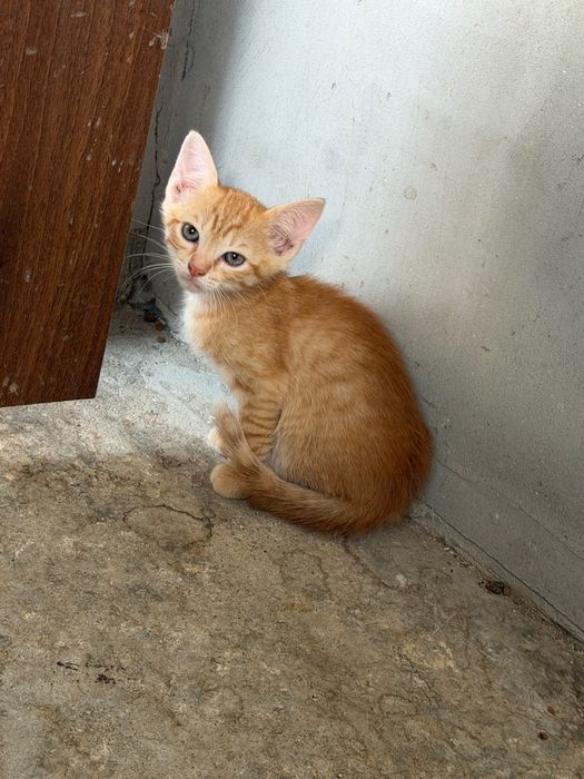 Spre adopție/donare pui de pisică drăgălași și jucăuși