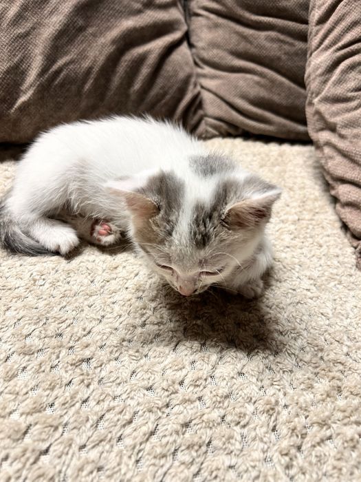 Котенок мальчик .